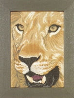 Lion in close up 